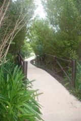 vidanta jungle