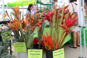 1_bird-of-paradise-heliconia