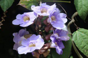 botanical flowers