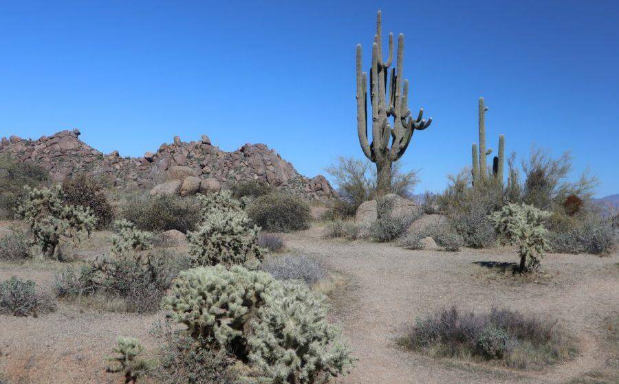 Desert beauty