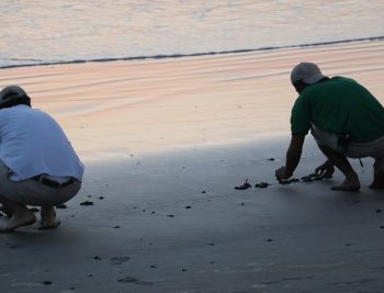 baby sea turtle release at sunset in Mexico