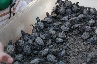 sea turtle babies