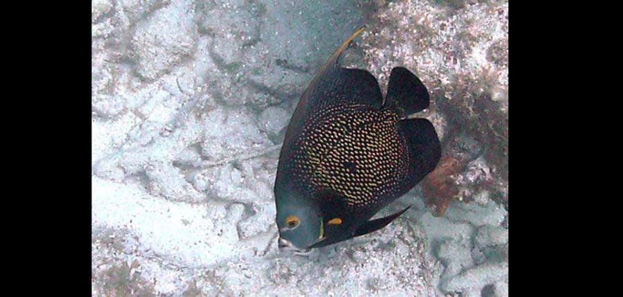 black angel fish on snorkel trip