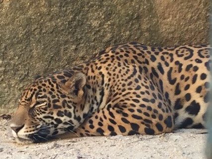 leopard puerto vallarta