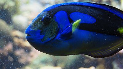 snorkeling in Mexico Blue Tang