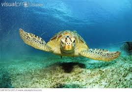 green sea turtle