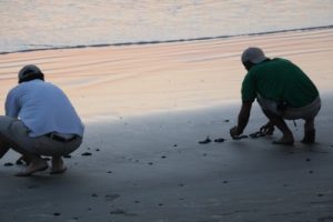 turtle release