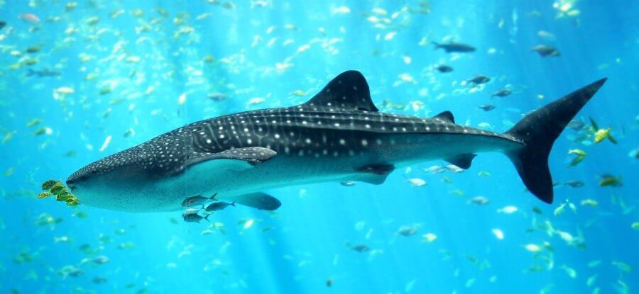 whale shark